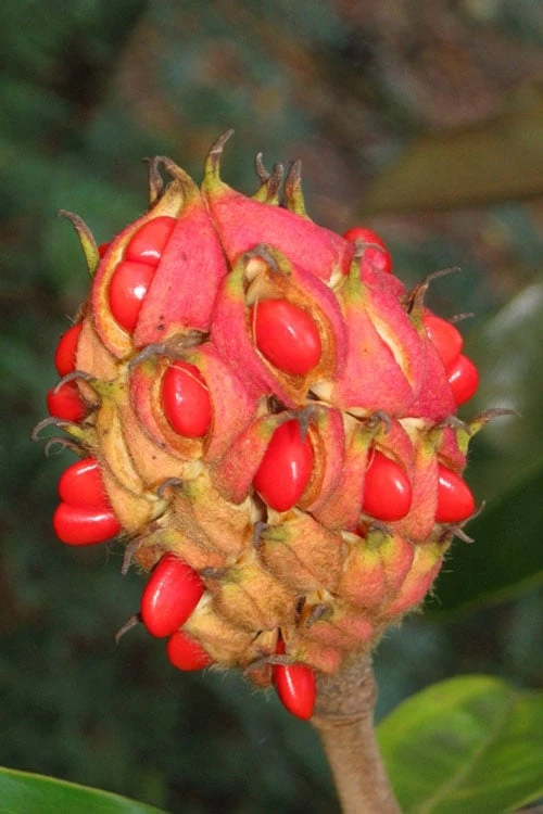 Edith Bogue Cold Hardy Evergreen Magnolia - 5 Gallon Pot 8 Edith Bogue Cold Hardy Evergreen Magnolia - 5 Gallon Pot - Image 8