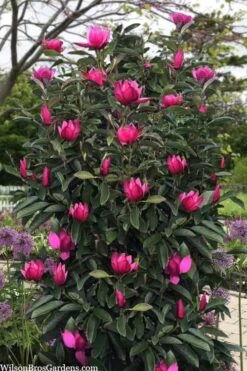 Pink Pyramid Magnolia (Tulip Tree) - 7 Gallon Pot -Healthy Plant Shop magnolia pink pyramid tulip tree 120copy