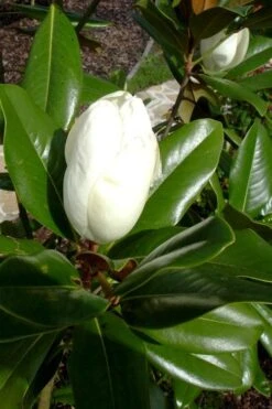 Victoria Cold Hardy Evergreen Magnolia - 7 Gallon Pot (3-4') -Healthy Plant Shop magnolia victoria 8