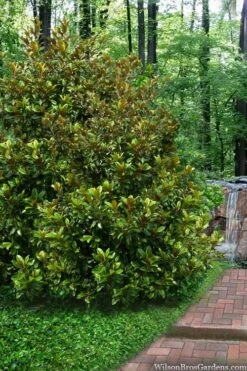 Victoria Cold Hardy Evergreen Magnolia - 7 Gallon Pot (3-4') -Healthy Plant Shop magnolia victoria 9