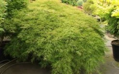 Otto's Dissectum Japanese Maple (Acer Palmatum) - 5 Gallon Pot -Healthy Plant Shop maple japanese ottos 2 800x500 1
