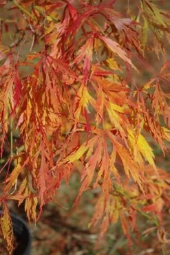 Otto's Dissectum Japanese Maple (Acer Palmatum) - 5 Gallon Pot -Healthy Plant Shop maple japanese ottos 500x750 1