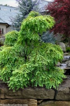 Miss Grace Weeping Dawn Redwood Tree (Metasequoia) - 3 Gallon Pot 10 Miss Grace Weeping Dawn Redwood Tree (Metasequoia) - 3 Gallon Pot -Healthy Plant Shop metasequoia glyptostroboides miss grace weeping dawn redwood 5