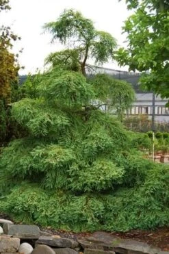 Miss Grace Weeping Dawn Redwood Tree (Metasequoia) - 3 Gallon Pot 11 Miss Grace Weeping Dawn Redwood Tree (Metasequoia) - 3 Gallon Pot -Healthy Plant Shop metasequoia miss grace dawn redwood tree 6 1