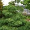 Miss Grace Weeping Dawn Redwood Tree (Metasequoia) - 3 Gallon Pot
