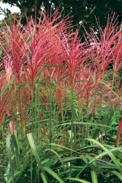 Flame Grass (Miscanthus 'Purpurascens') - 1 Gallon Pot -Healthy Plant Shop miscanthus purpurascens flame grass 1