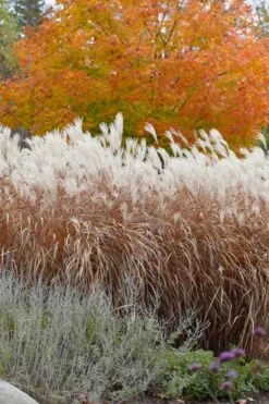 Flame Grass (Miscanthus 'Purpurascens') - 1 Gallon Pot -Healthy Plant Shop miscanthus purpurascens flame grass 4