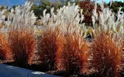 Flame Grass (Miscanthus 'Purpurascens') - 1 Gallon Pot -Healthy Plant Shop miscanthus purpurascens flame grass 5