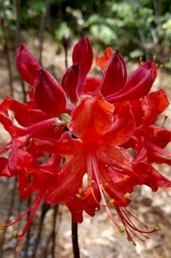 Radiant Red Aromi Azalea (Rhododendron Hybrid) - 3 Gallon Pot