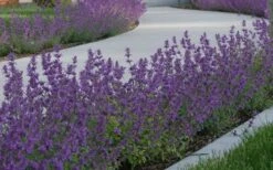 Little Trudy Catmint - 5 Pack Of Quart Pots -Healthy Plant Shop nepeta little trudy catmint 5