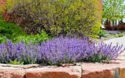 Little Trudy Catmint - 5 Pack Of Quart Pots -Healthy Plant Shop nepeta little trudy catmint 8