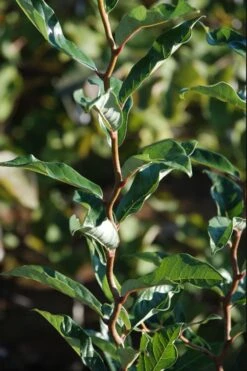 Zydeco Twist Black Gum Tree - 7 Gallon Pot (3-4') 12 Zydeco Twist Black Gum Tree - 7 Gallon Pot (3-4') -Healthy Plant Shop nyssa sylvatica zydeco twist black gum tupelo tree 3 1