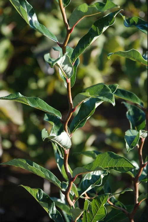 Zydeco Twist Black Gum Tree - 7 Gallon Pot (3-4') 5 Zydeco Twist Black Gum Tree - 7 Gallon Pot (3-4') - Image 5