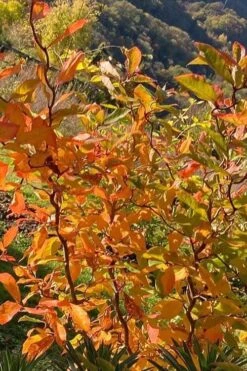 Zydeco Twist Black Gum Tree - 7 Gallon Pot (2-3') -Healthy Plant Shop nyssa sylvatica zydeco twist black gum tupelo tree 4