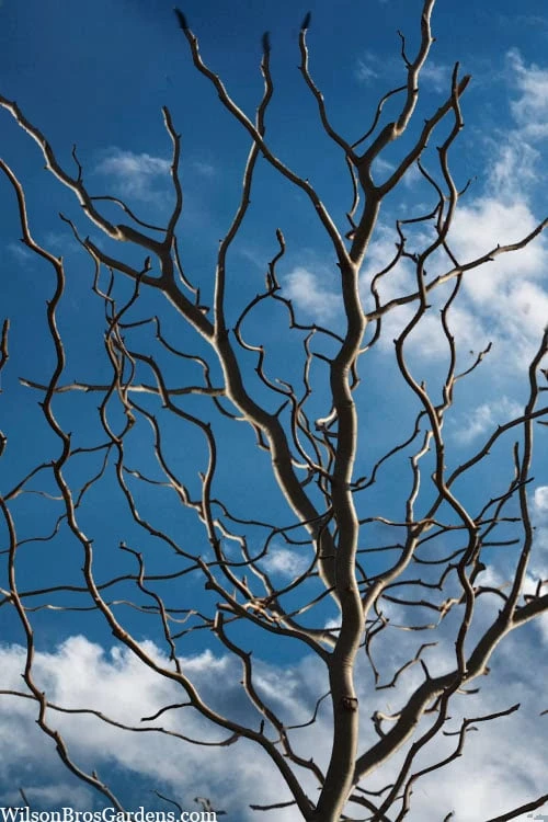 Zydeco Twist Black Gum Tree - 7 Gallon Pot (3-4') 1 Zydeco Twist Black Gum Tree - 7 Gallon Pot (3-4')