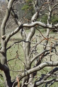 Zydeco Twist Black Gum Tree - 7 Gallon Pot (3-4') 11 Zydeco Twist Black Gum Tree - 7 Gallon Pot (3-4') -Healthy Plant Shop nyssa sylvatica zydeco twist black gum tupelo tree 6 1