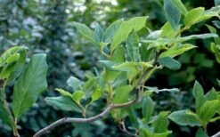 Zydeco Twist Black Gum Tree - 7 Gallon Pot (3-4') 15 Zydeco Twist Black Gum Tree - 7 Gallon Pot (3-4') -Healthy Plant Shop nyssa sylvatica zydeco twist black gum tupelo tree 8 1