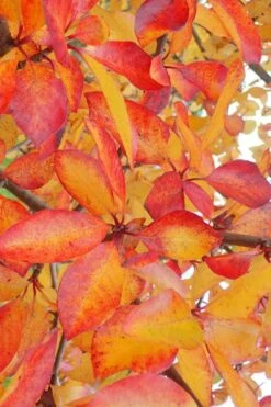 Zydeco Twist Black Gum Tree - 7 Gallon Pot (2-3') -Healthy Plant Shop nyssa sylvatica zydeco twist black gum tupelo tree 9