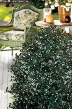 Party Princess 'Kaori Hime' Fragrant Tea Olive - 1 Gallon Pot -Healthy Plant Shop osmanthus heterophyllus kaori hime party princess tea olive 15