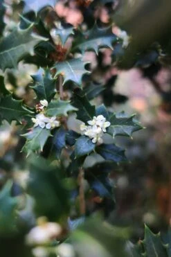 Party Princess 'Kaori Hime' Fragrant Tea Olive - 1 Gallon Pot -Healthy Plant Shop osmanthus kaori hime party princess tea olive 1