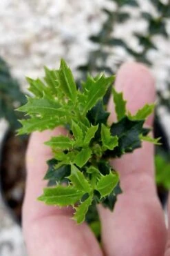 Party Princess 'Kaori Hime' Fragrant Tea Olive - 1 Gallon Pot -Healthy Plant Shop osmanthus kaori hime party princess tea olive 2