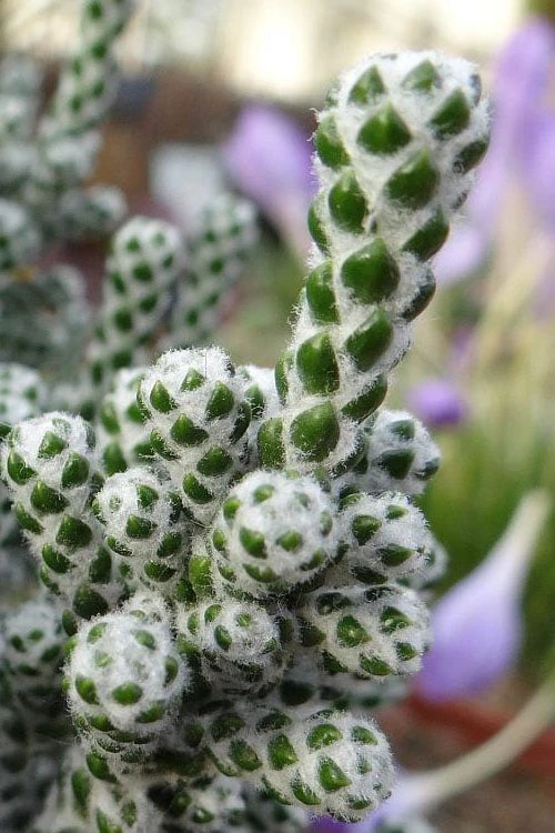 Coral Shrub (Ozothamnus Coralloides) - 2 Gallon Pot 1 Coral Shrub (Ozothamnus Coralloides) - 2 Gallon Pot