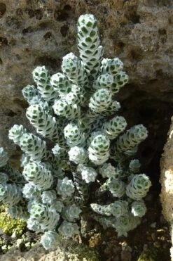 Coral Shrub (Ozothamnus Coralloides) - 2 Gallon Pot 9 Coral Shrub (Ozothamnus Coralloides) - 2 Gallon Pot -Healthy Plant Shop ozothamnus coralloides coral shrub 2