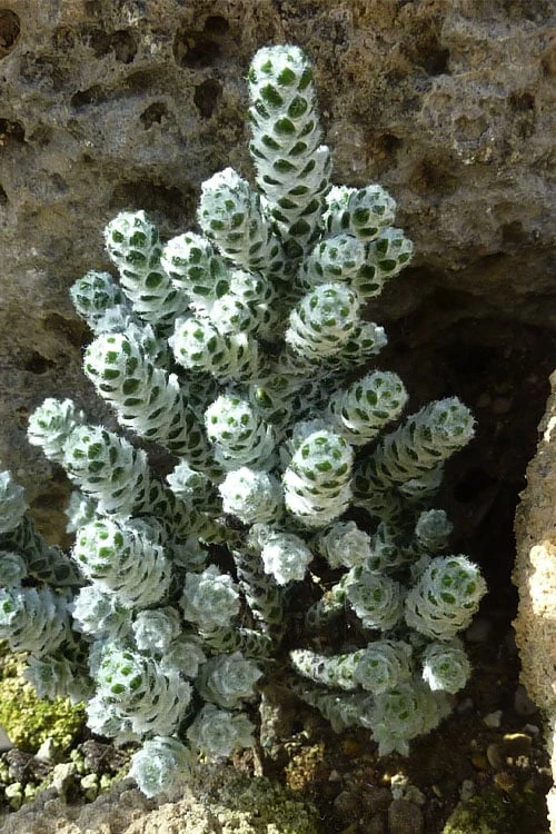 Coral Shrub (Ozothamnus Coralloides) - 2 Gallon Pot 5 Coral Shrub (Ozothamnus Coralloides) - 2 Gallon Pot - Image 5