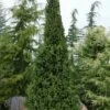 Cupressina Columnar Norway Spruce (Picea Abies) - 5 Gallon Pot
