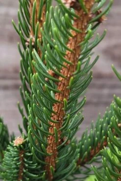Cupressina Columnar Norway Spruce (Picea Abies) - 1 Gallon Pot -Healthy Plant Shop picea abies cupressina columnar norway spruce 2 1