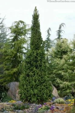 Cupressina Columnar Norway Spruce (Picea Abies) - 5 Gallon Pot -Healthy Plant Shop picea abies cupressina columnar norway spruce 6