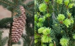 Cupressina Columnar Norway Spruce (Picea Abies) - 1 Gallon Pot -Healthy Plant Shop picea abies cupressina columnar norway spruce 7 1