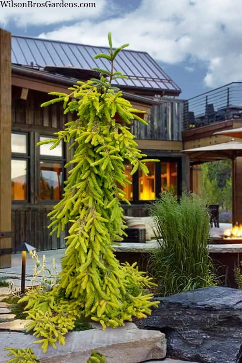 Gold Drift Weeping Norway Spruce (Picea Abies) - 6 Gallon Pot 1 Gold Drift Weeping Norway Spruce (Picea Abies) - 6 Gallon Pot