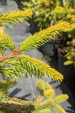 Gold Drift Weeping Norway Spruce (Picea Abies) - 6 Gallon Pot 7 Gold Drift Weeping Norway Spruce (Picea Abies) - 6 Gallon Pot -Healthy Plant Shop picea abies gold drift norway spruce 3 1