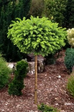 Little Gem Dwarf Norway Spruce Tree (Single Trunk) - 1 Gallon Pot -Healthy Plant Shop picea abies little gem dwarf norway spruce tree 1