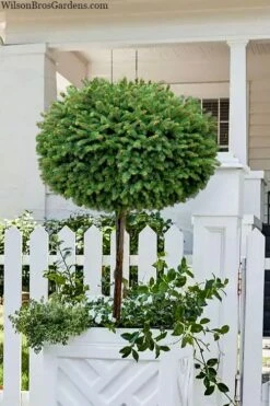 Front Page 34 Little Gem Dwarf Norway Spruce Tree (Single Trunk) - 1 Gallon Pot