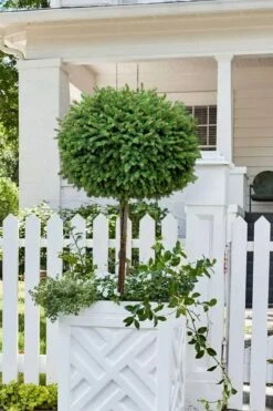 Little Gem Dwarf Norway Spruce Tree (Single Trunk) - 1 Gallon Pot -Healthy Plant Shop picea abies little gem dwarf norway spruce tree 5