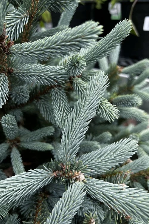 Paul's Select Blue Norway Spruce (Picea Abies) - 5 Gallon Pot 5 Paul's Select Blue Norway Spruce (Picea Abies) - 5 Gallon Pot - Image 5