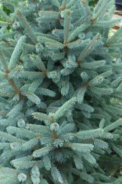 Paul's Select Blue Norway Spruce (Picea Abies) - 2 Gallon Pot -Healthy Plant Shop picea abies pauls select norway spruce 2 1