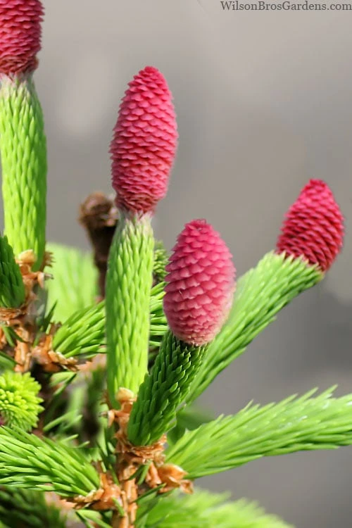 Pusch Dwarf Norway Spruce (Picea Abies) - 3 Gallon Pot 5 Pusch Dwarf Norway Spruce (Picea Abies) - 3 Gallon Pot - Image 5