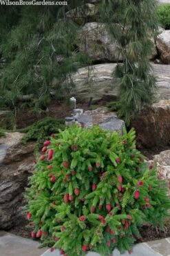 Pusch Dwarf Norway Spruce (Picea Abies) - 3 Gallon Pot 9 Pusch Dwarf Norway Spruce (Picea Abies) - 3 Gallon Pot -Healthy Plant Shop picea abies pusch dwarf norway spruce 15