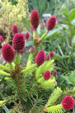 Pusch Dwarf Norway Spruce (Picea Abies) - 3 Gallon Pot