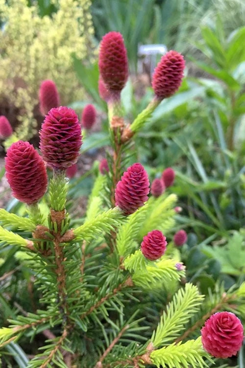 Pusch Dwarf Norway Spruce (Picea Abies) - 3 Gallon Pot 1 Pusch Dwarf Norway Spruce (Picea Abies) - 3 Gallon Pot
