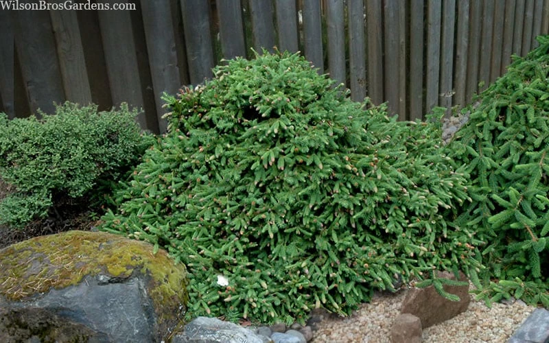 Pusch Dwarf Norway Spruce (Picea Abies) - 3 Gallon Pot 6 Pusch Dwarf Norway Spruce (Picea Abies) - 3 Gallon Pot - Image 6