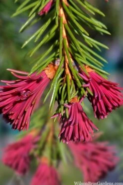 Red Tipped Norway Spruce (Picea Abies 'Rubra Spicata') - 6 Gallon Pot 7 Red Tipped Norway Spruce (Picea Abies 'Rubra Spicata') - 6 Gallon Pot -Healthy Plant Shop picea abies rubra spicata red tip norway spruce 6 1