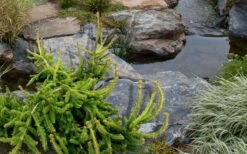 Well's Emerald Creeper Norway Spruce - 3 Gallon Pot 8 Well's Emerald Creeper Norway Spruce - 3 Gallon Pot -Healthy Plant Shop picea abies wells emerald spreader 3