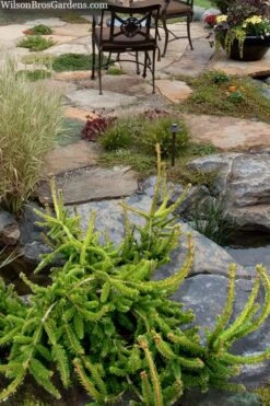 Well's Emerald Creeper Norway Spruce - 3 Gallon Pot 9 Well's Emerald Creeper Norway Spruce - 3 Gallon Pot -Healthy Plant Shop picea abies wells emerald spreader 4