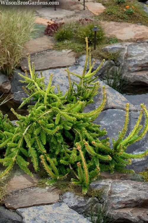 Well's Emerald Creeper Norway Spruce - 3 Gallon Pot 1 Well's Emerald Creeper Norway Spruce - 3 Gallon Pot