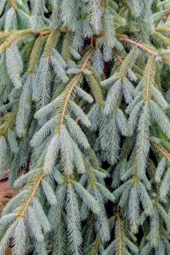 Bush's Lace Engelmann Spruce (Picea Engelmannii) - 3 Gallon Pot -Healthy Plant Shop picea engelmannii bushs lace engelmann spruce 10