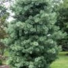 Silveray Korean Pine (Pinus Koraiensis) - 3 Gallon Pot